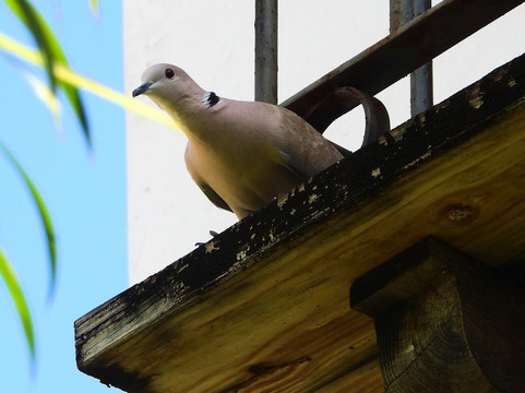 克罗尼尔别墅酒店主图