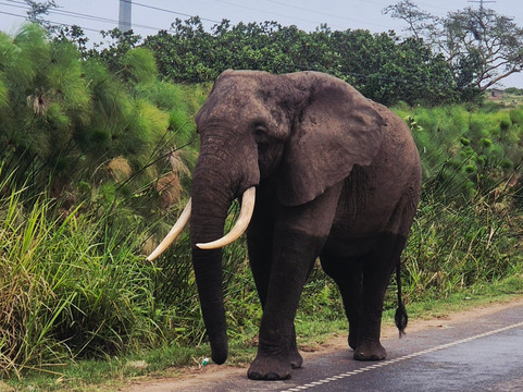 Nkuringo Safaris-布恩迪难以穿越的国家公园必去景点