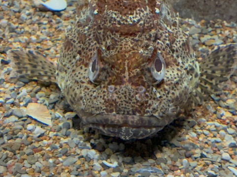 OdySea Aquarium-斯科茨代尔必去景点