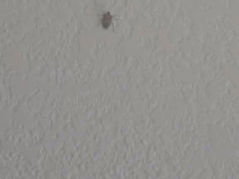 底特律地铁机场希尔顿花园客栈酒店主图