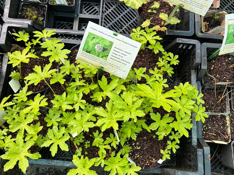 Kwekerij Morning Glory-Aalsmeer必去景点