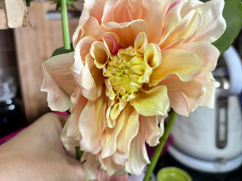 Adene's Farm Flowers-Wolseley必去景点