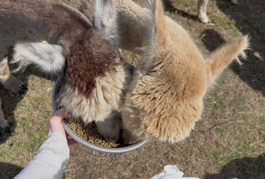 Softfoot Farm & Wildlife Park-Hindmarsh Valley必去景点