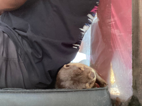 Animal Edventure Park-博因顿海滩必去景点