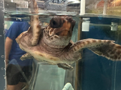 Georgia Sea Turtle Center-吉柯岛必去景点