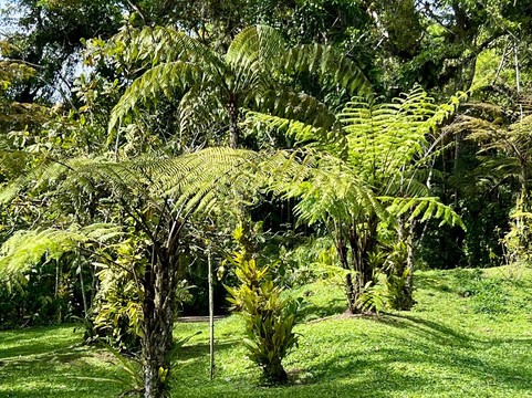 Orosi River Valley-奥罗西必去景点