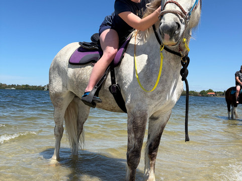 Florida Beach Horses-布雷登顿必去景点