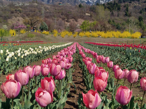 Ganesham Tour - Private Day Tour-斋蒲尔必去景点