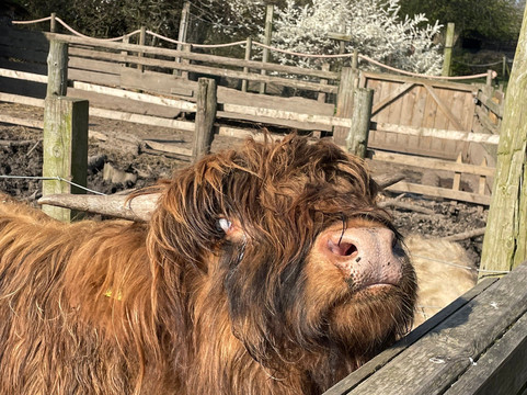 Jarrow Hall Anglo-Saxon Farm, Village and Bede Museum-Jarrow必去景点