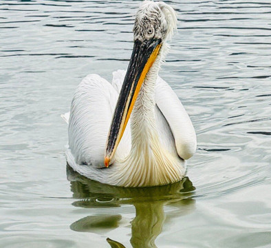 Kerkini Lake-Kerkini必去景点
