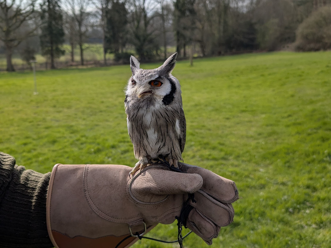Surrey Hills Falconry-Ockley必去景点