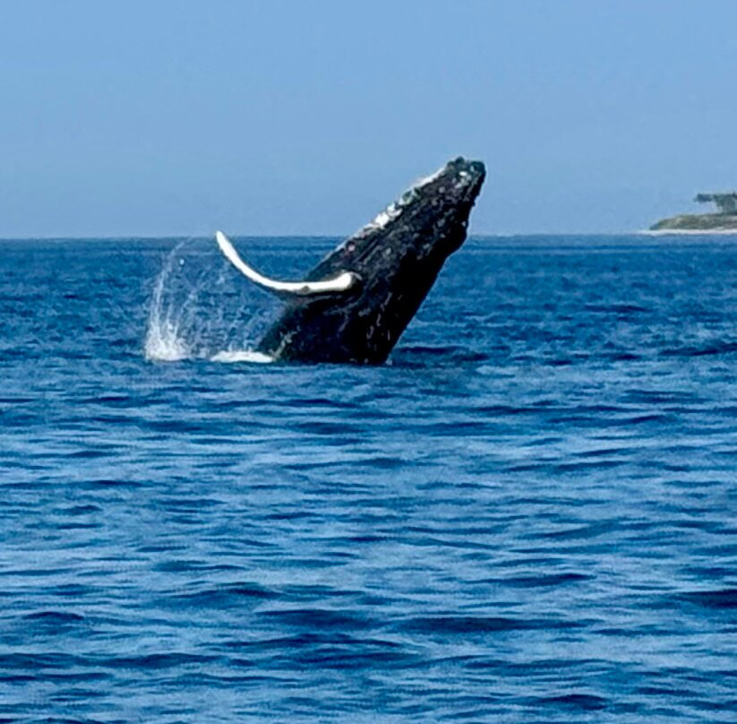 Dressel Divers Puerto Vallarta-蓬塔米塔必去景点