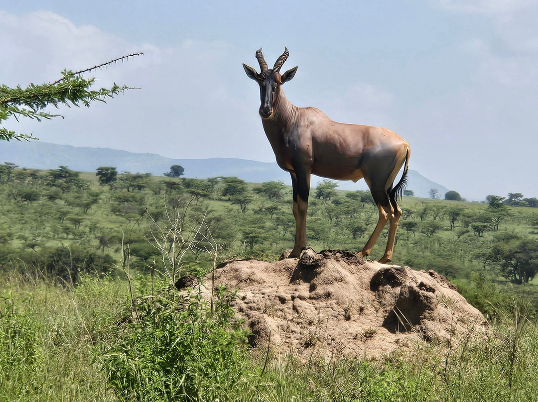 Makasa Tanzania Safaris-莫西必去景点