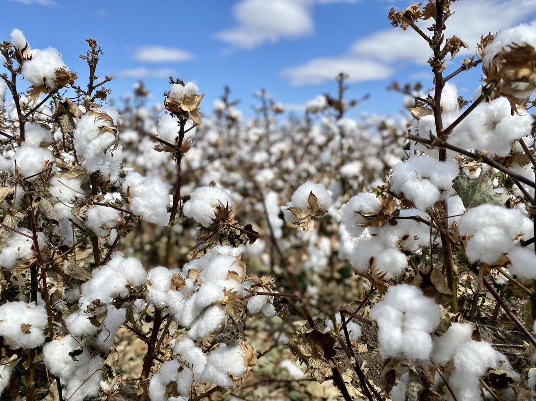 Goondiwindi Cotton-Goondiwindi必去景点