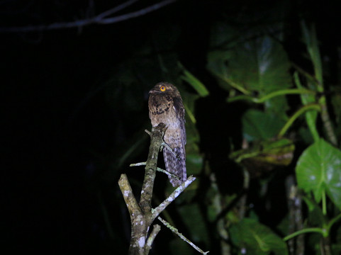 Selva Verde Tours-Misahualli必去景点