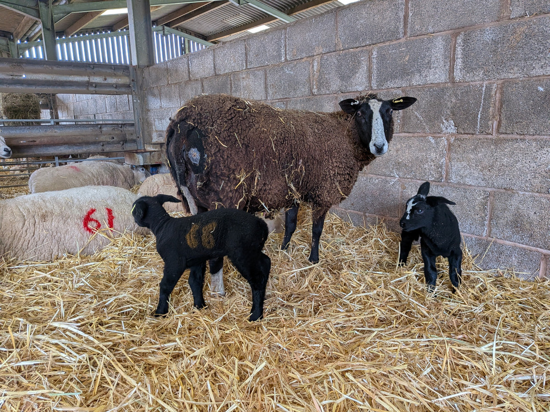 Somerset Sheep Trekking-Pitminster必去景点