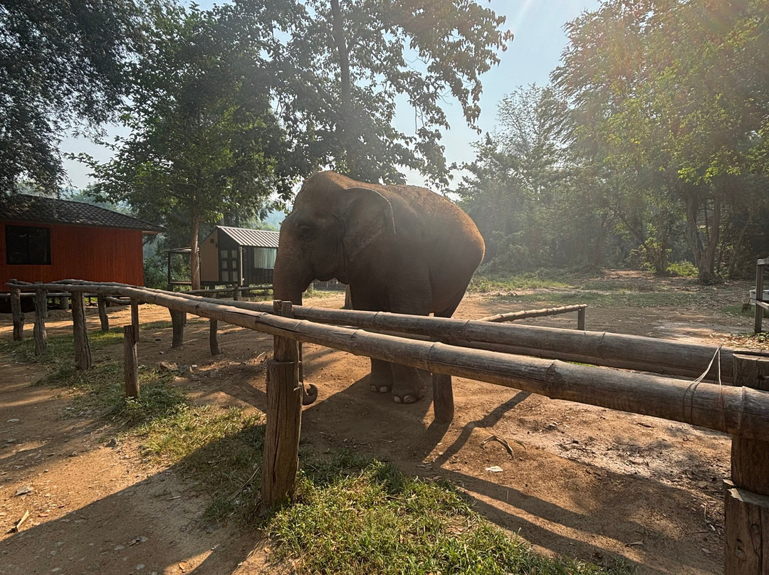 Elephant Haven-柿约必去景点