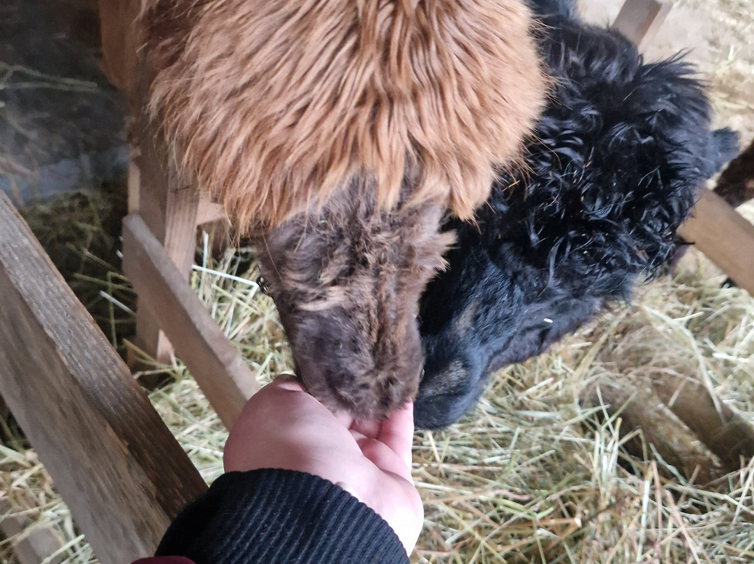 Lama Émoi-圣艾尼昂必去景点