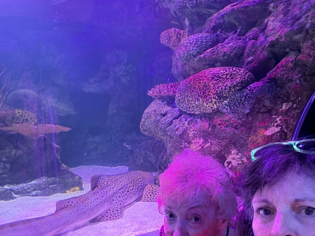 Shreveport Aquarium-什里夫波特必去景点