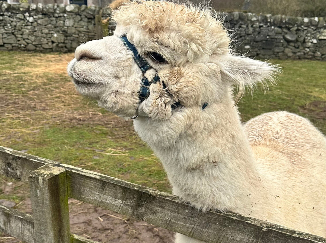 Beirhope Alpacas-Hownam必去景点