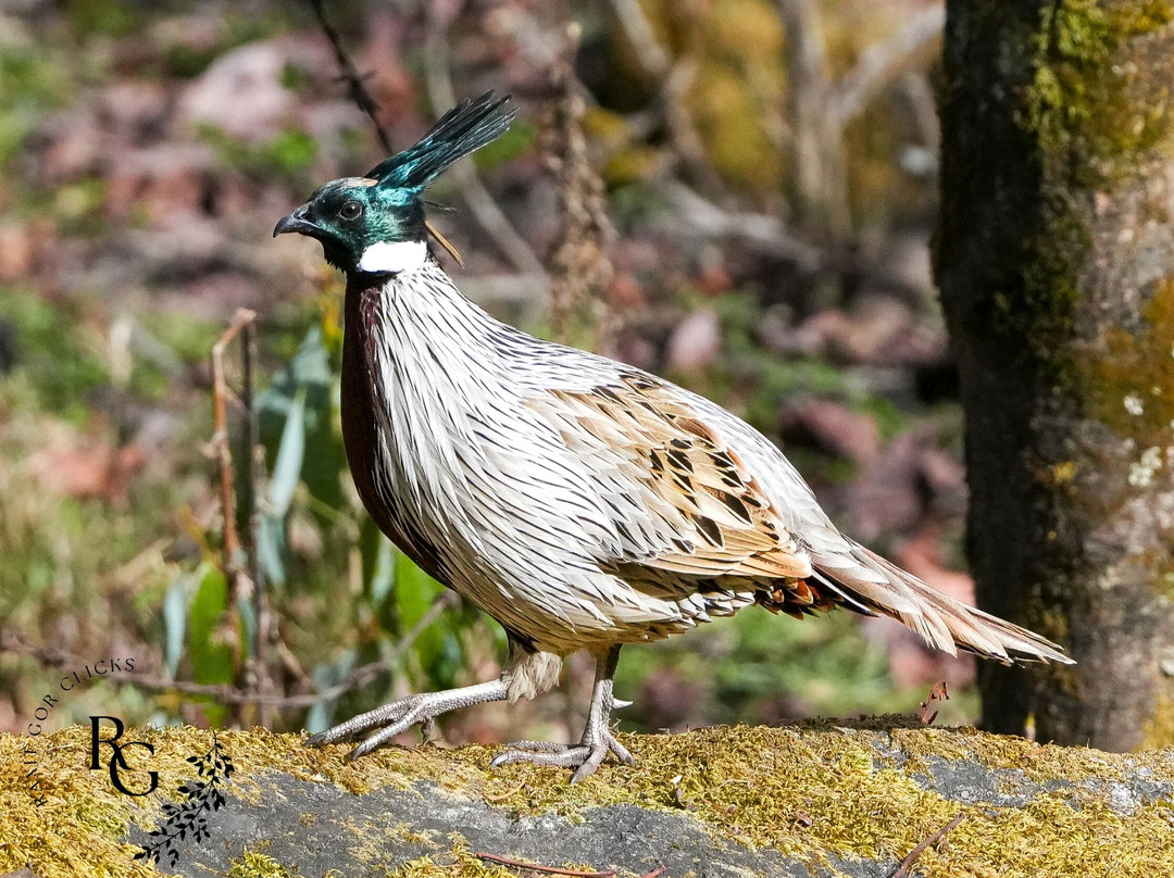Himalaya Birding Guide-Ukhimath必去景点