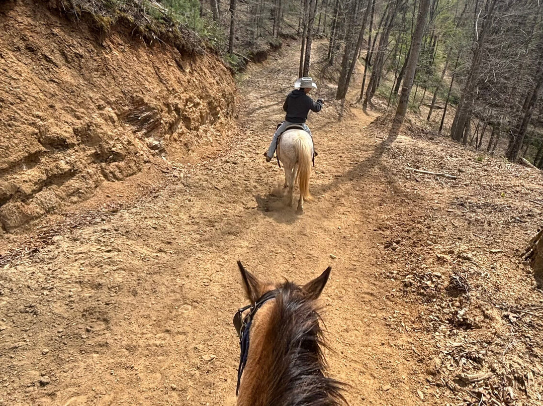 Sandy Bottom Trail Rides-Marshall必去景点