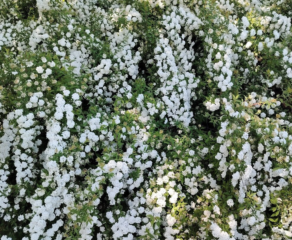 Parco Giardino Sigurtà-明乔河畔瓦莱焦必去景点