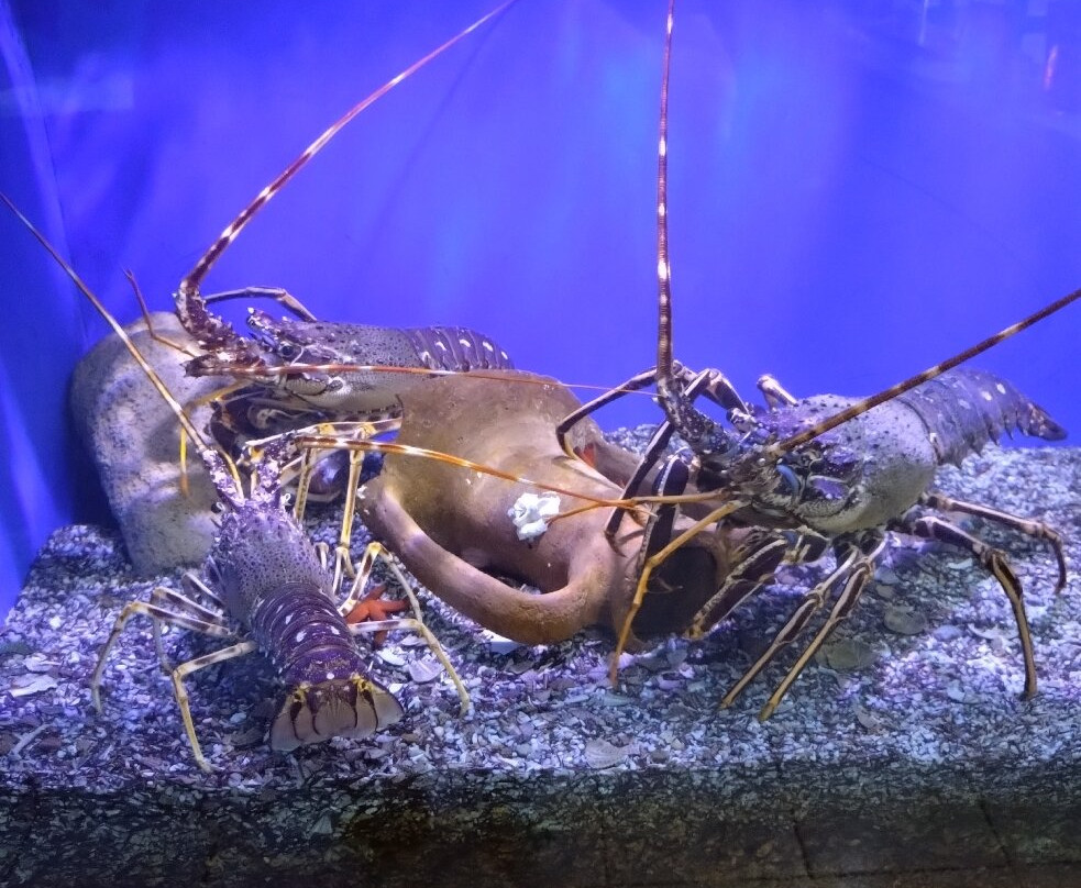 Aquaworld Aquarium & Reptile Rescue Centre-赫索尼索斯必去景点