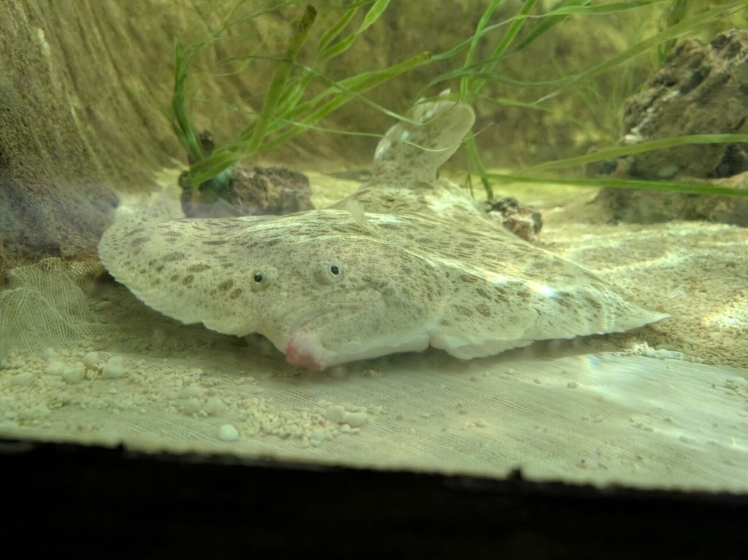 Lakes Aquarium-Newby Bridge必去景点