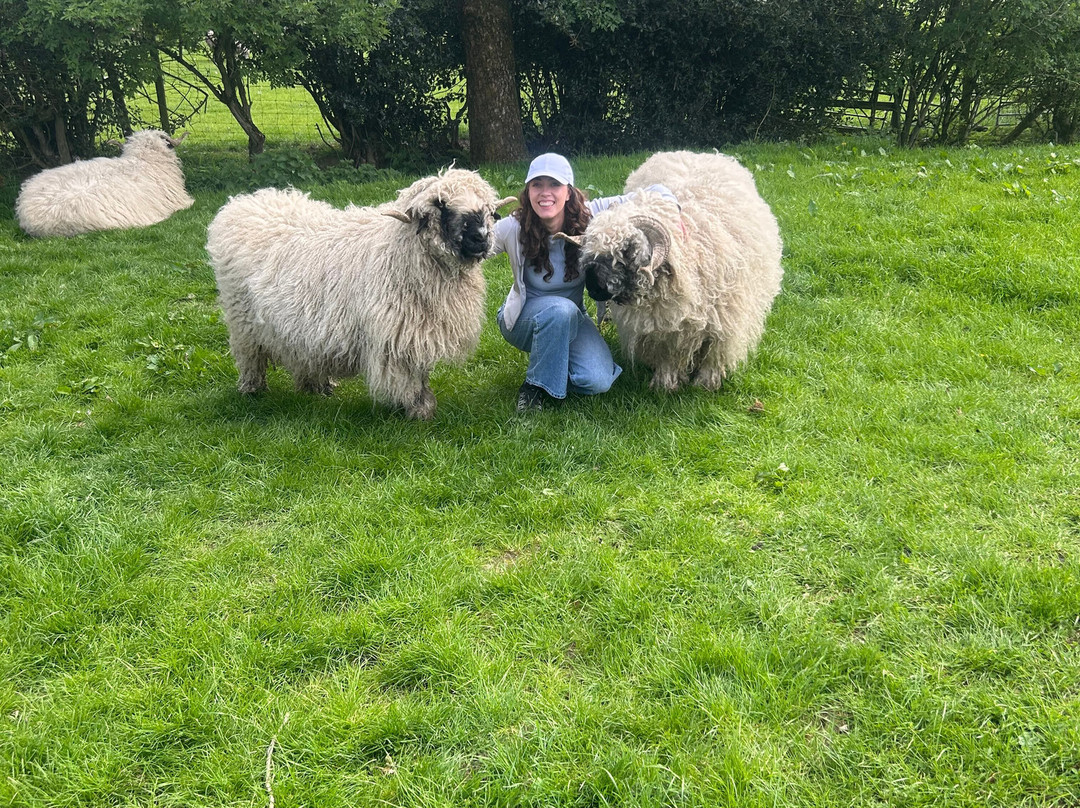 Naze View Farm Alpaca Experience-Whaley Bridge必去景点