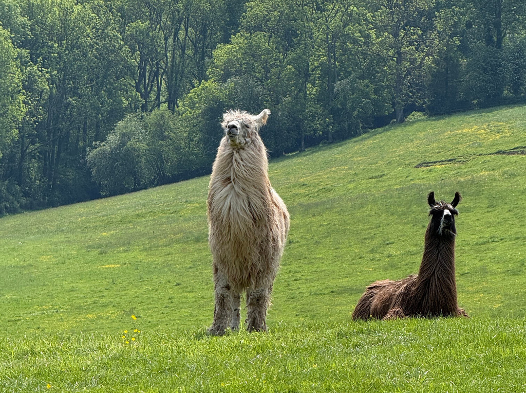 Briery Hill Llamas-Kilcot必去景点