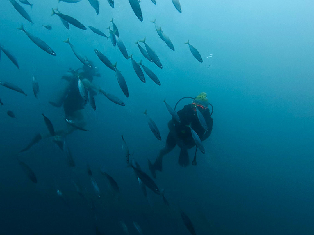 Diving Bluetribe Moofushi-南阿里环礁必去景点