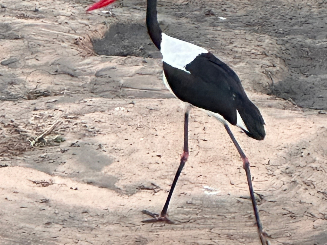 Southern Kruger Safaris-玛洛斯帕克必去景点