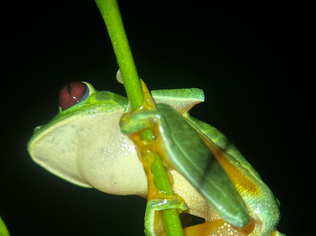 Birding Spots Manuel Antonio-克波斯必去景点