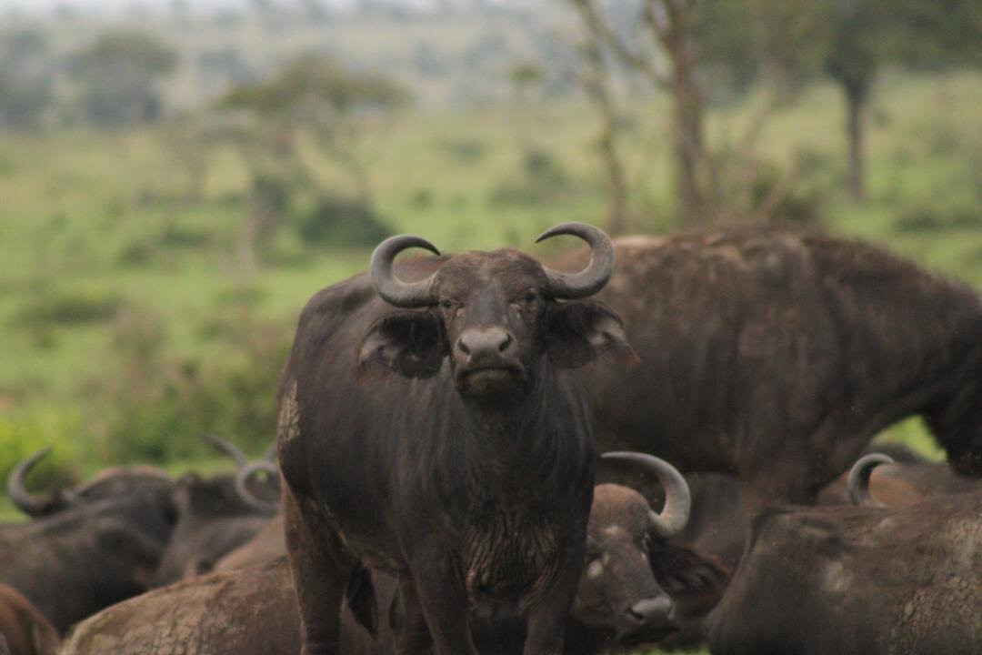 Northern Nature Safaris-Gulu必去景点