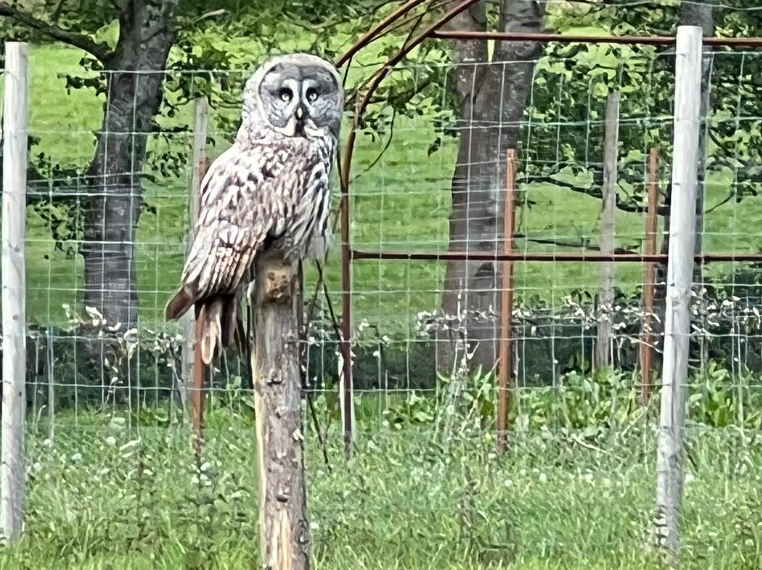 UK Owl And Raptor Centre-Groombridge必去景点