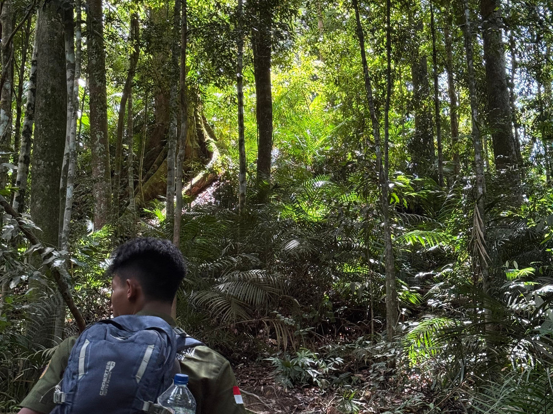 Sumatra Tour Adventures-武吉拉旺必去景点