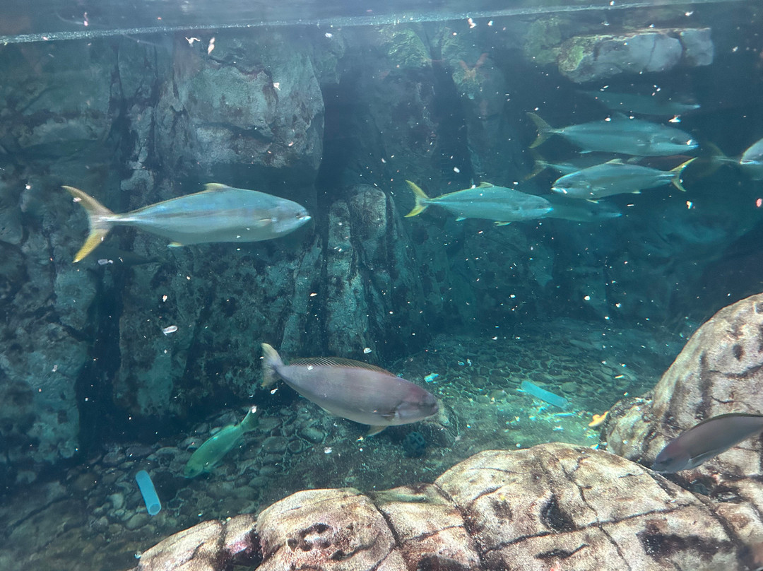 太平洋水族馆-长滩必去景点