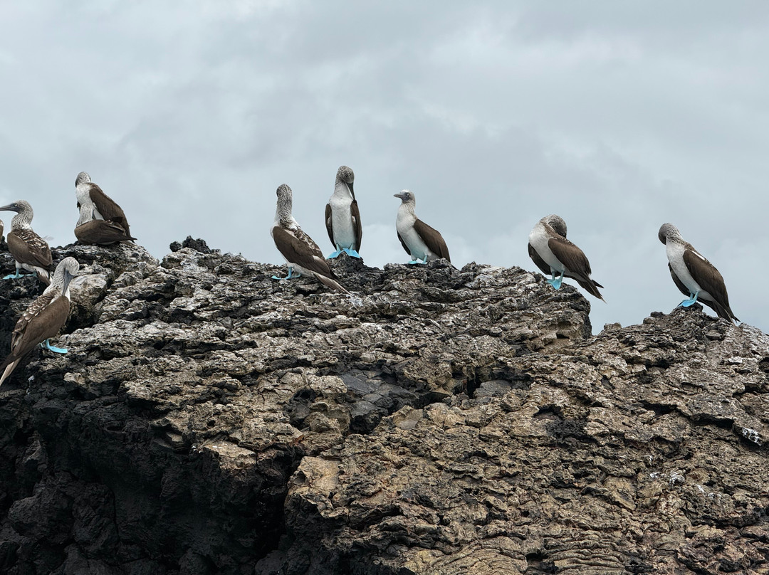 Go Galápagos Tours-Baltra必去景点