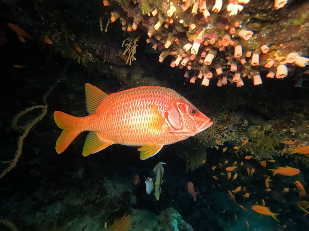 Red sea diving-赫尔格达必去景点