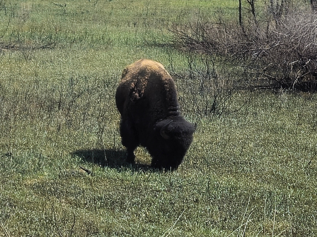 Theodore Roosevelt National Park-Medora必去景点