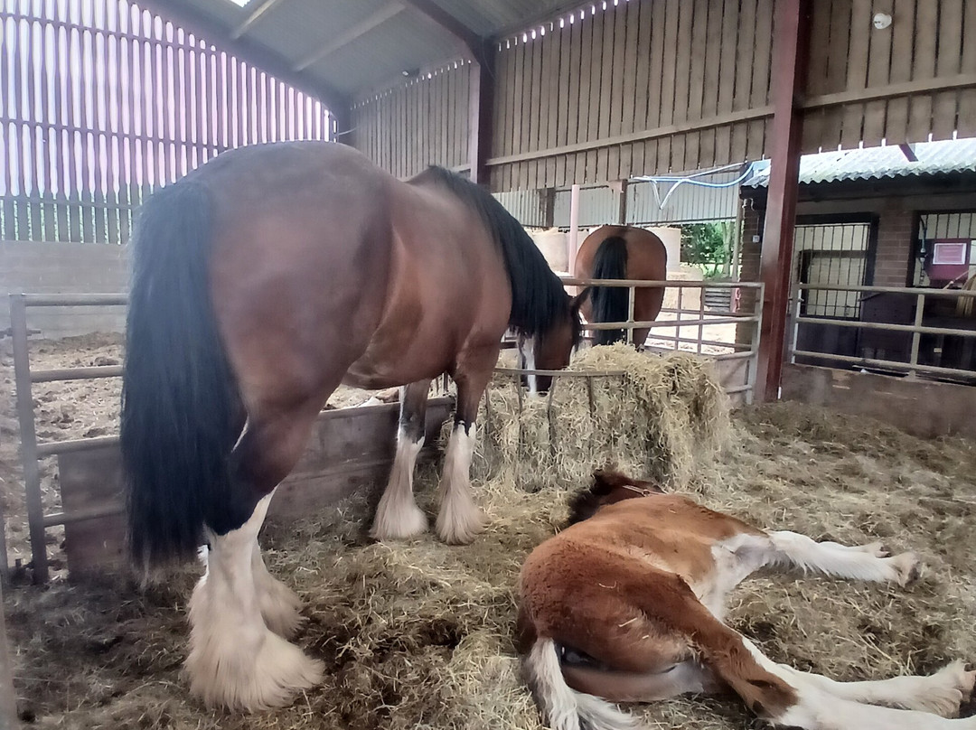 Cotebrook Shire Horse Centre-Cotebrook必去景点