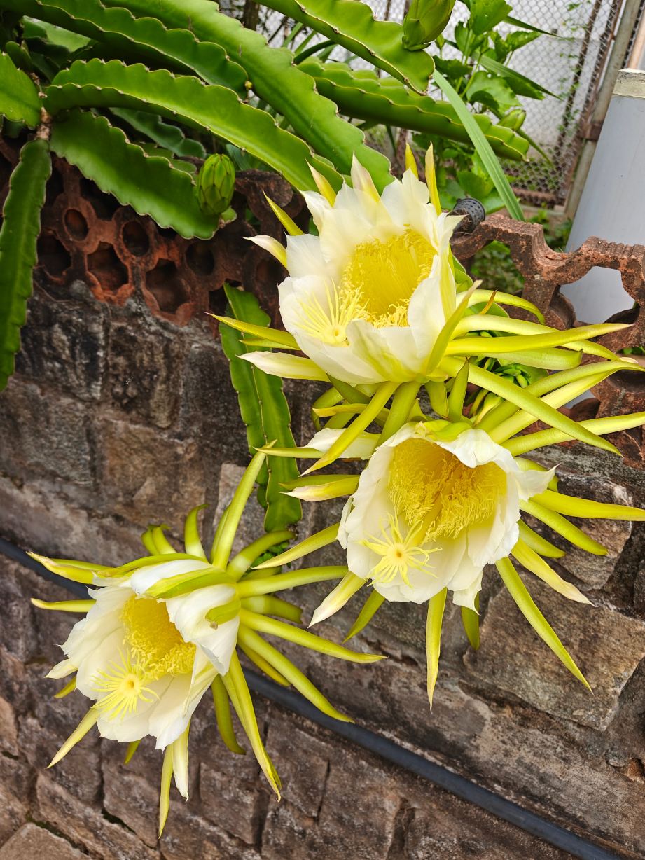 Thotadhahalli Home Stay-旅行者