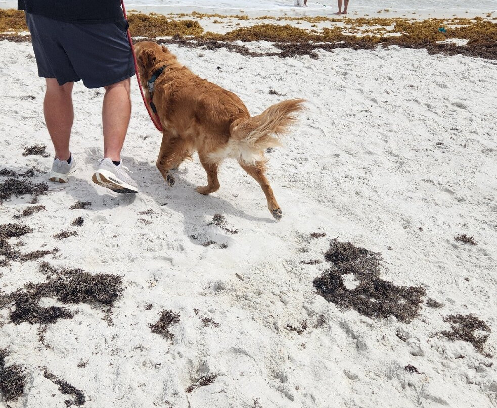 Pensacola Beach East Dog Park-彭萨科拉海滩必去景点