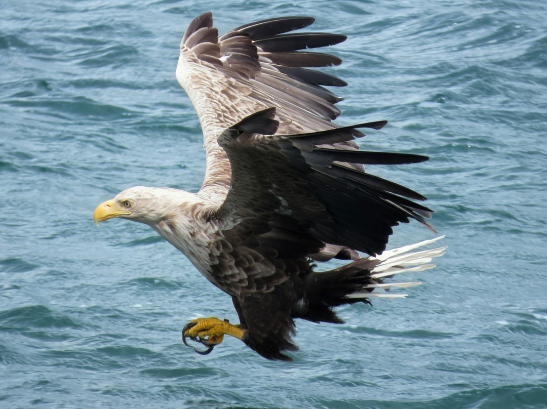 Lady Anne Wildlife Cruises-Grimsay必去景点