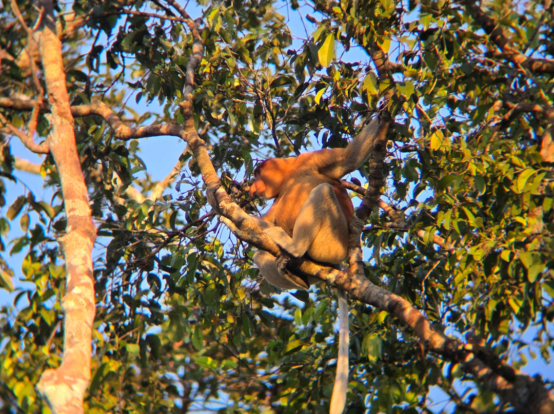 Orangutan Houseboat Tour-Kumai必去景点