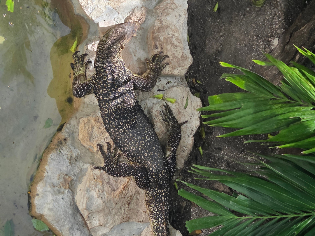 Croco Cun Zoo-从莫雷洛斯港必去景点
