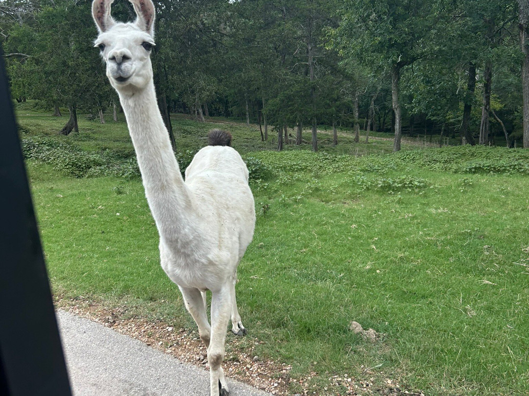 Eureka Springs Safari Park-Eagle Rock必去景点