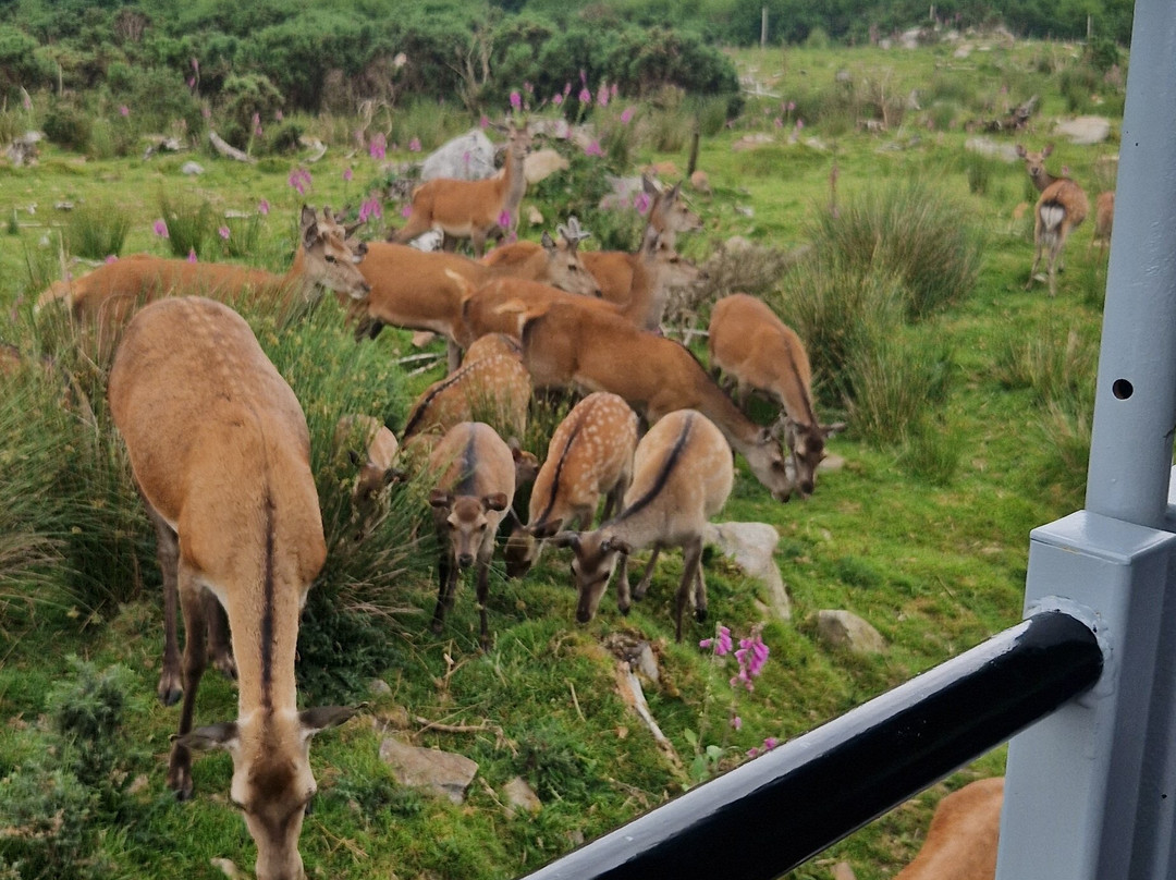 Bainloch Deer Park-Dalbeattie必去景点