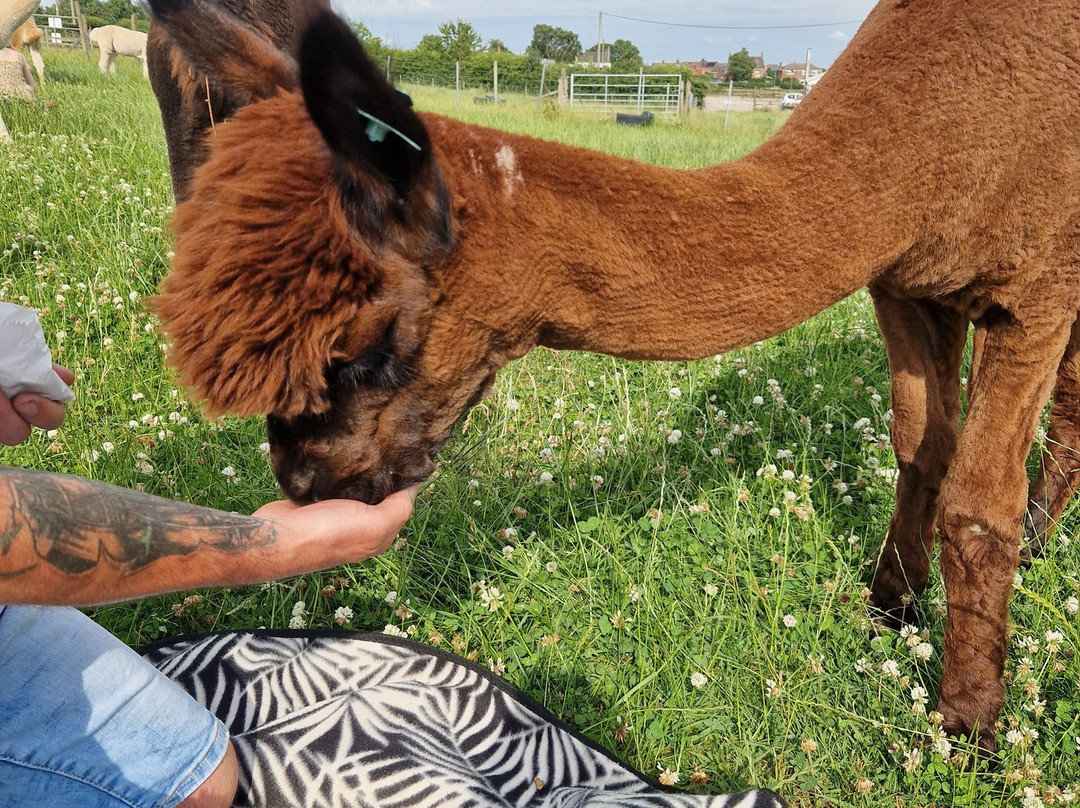 Charnwood Forest Alpacas-Boundary必去景点